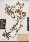 Foto von Salix eleagnos Scop. x Salix foetida Schleich. ex DC.